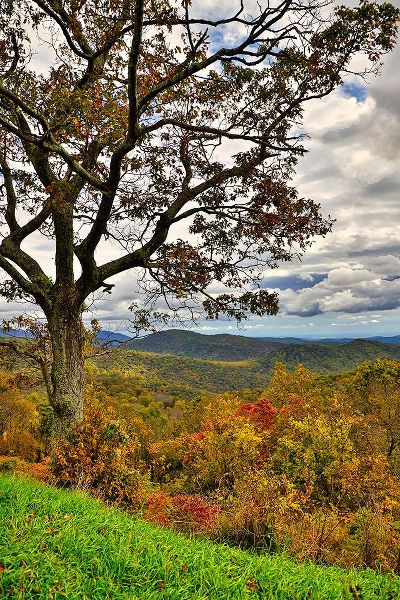 Looney, Hollice 아티스트의 USA-Virginia-Shenandoah National Park-fall color작품입니다.